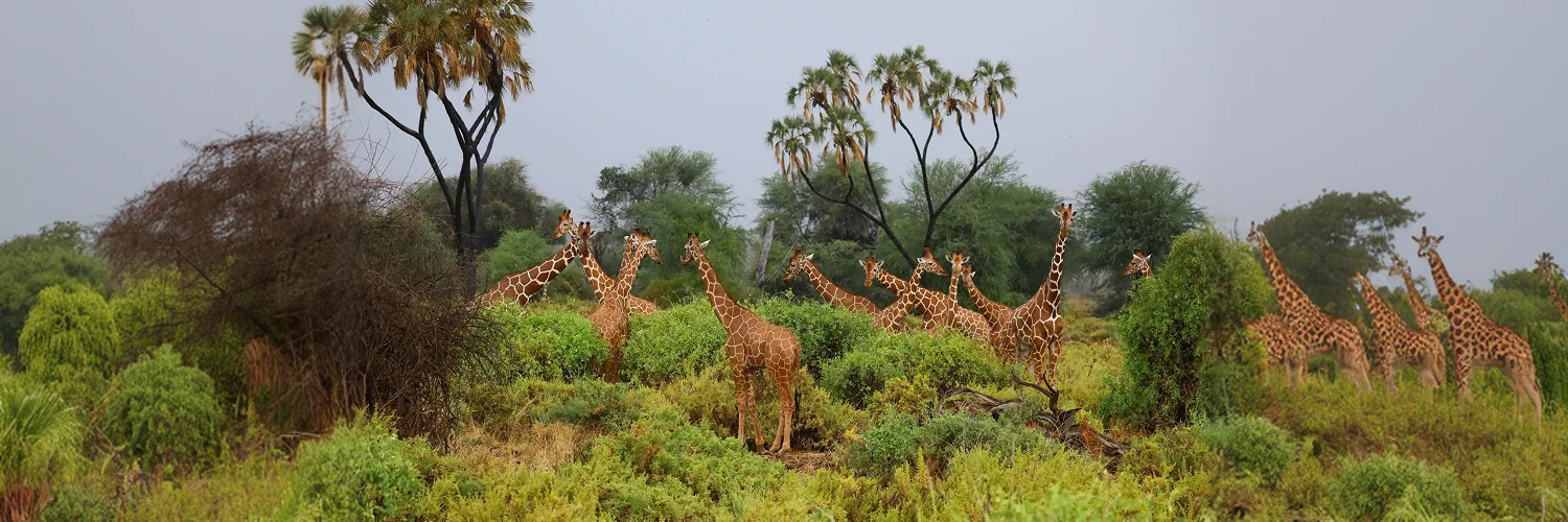 package hotel listing